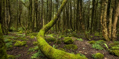 Elevit - Ayder Yaylası Turu 