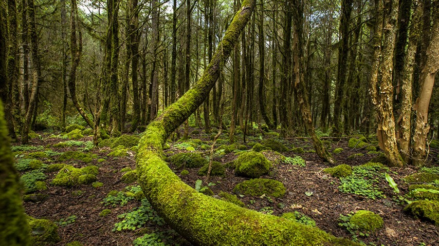 Elevit - Ayder Yaylası Turu 