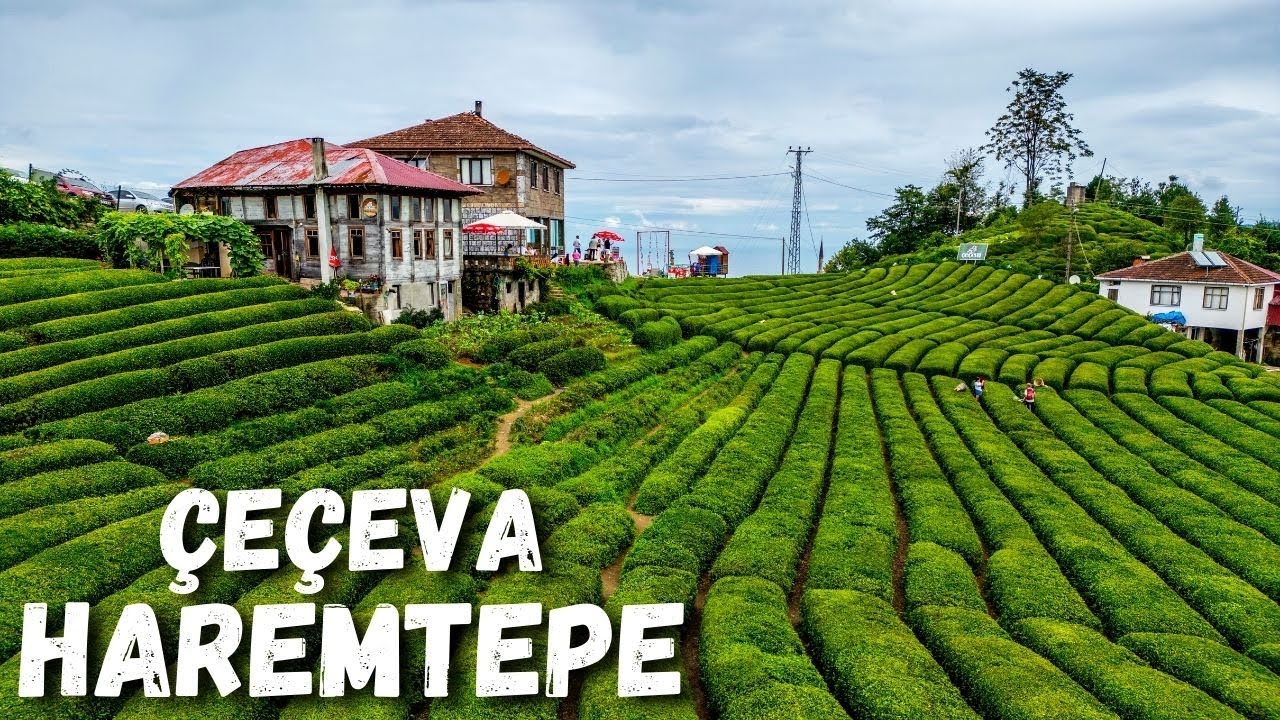 Rize Çeçeva Haremtepe Çay Bahçeleri Rize Çeçeva Haremtepe çay bahçeleri panoramik doğa manzarası