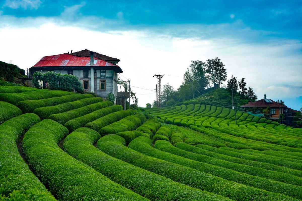 Çeçeva Çay Bahçeleri – Rize Karadeniz çay tarlaları ve teras manzarası